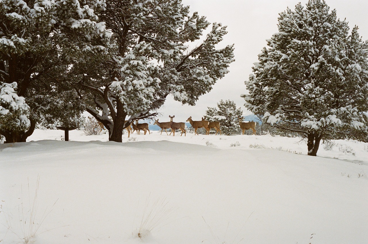 Image - deer animals snow winter cold