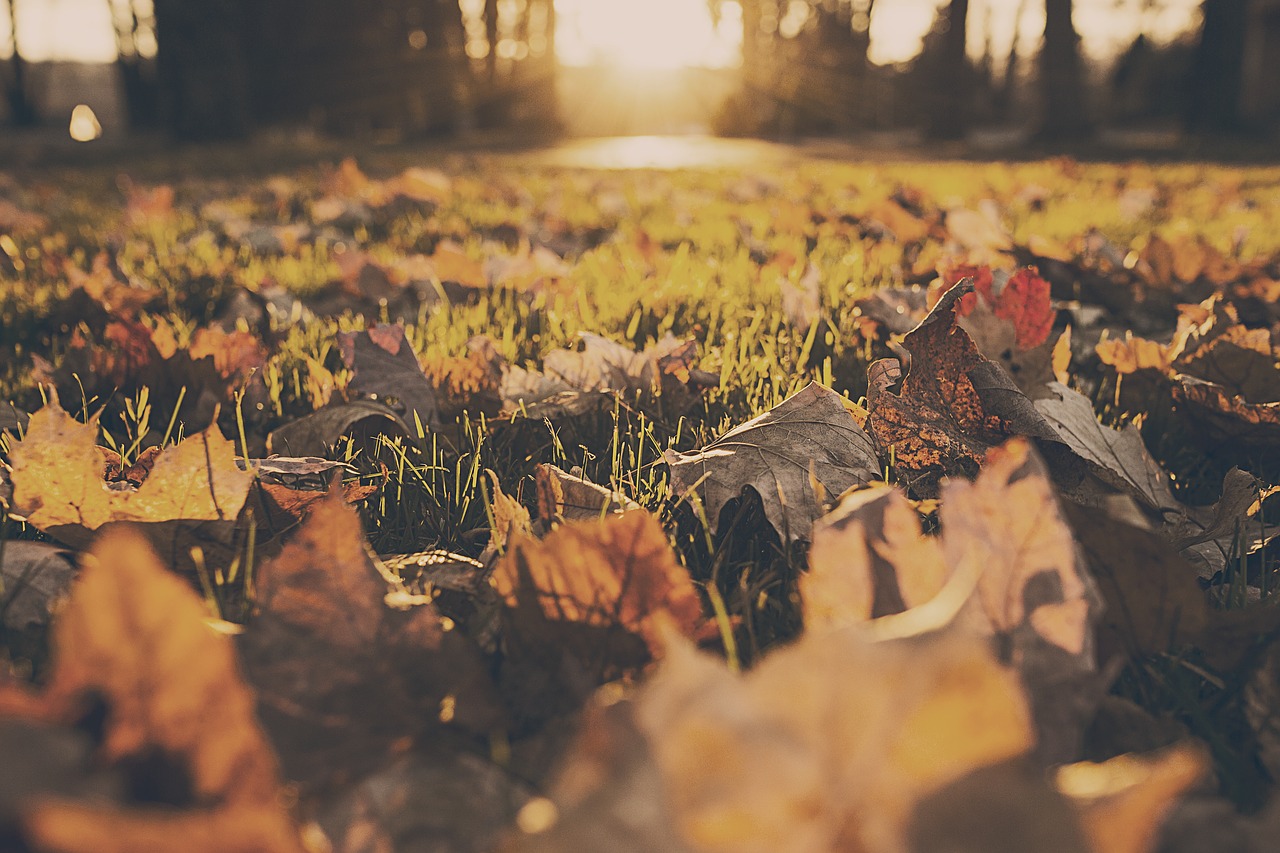 Image - leaves nature autumn grass