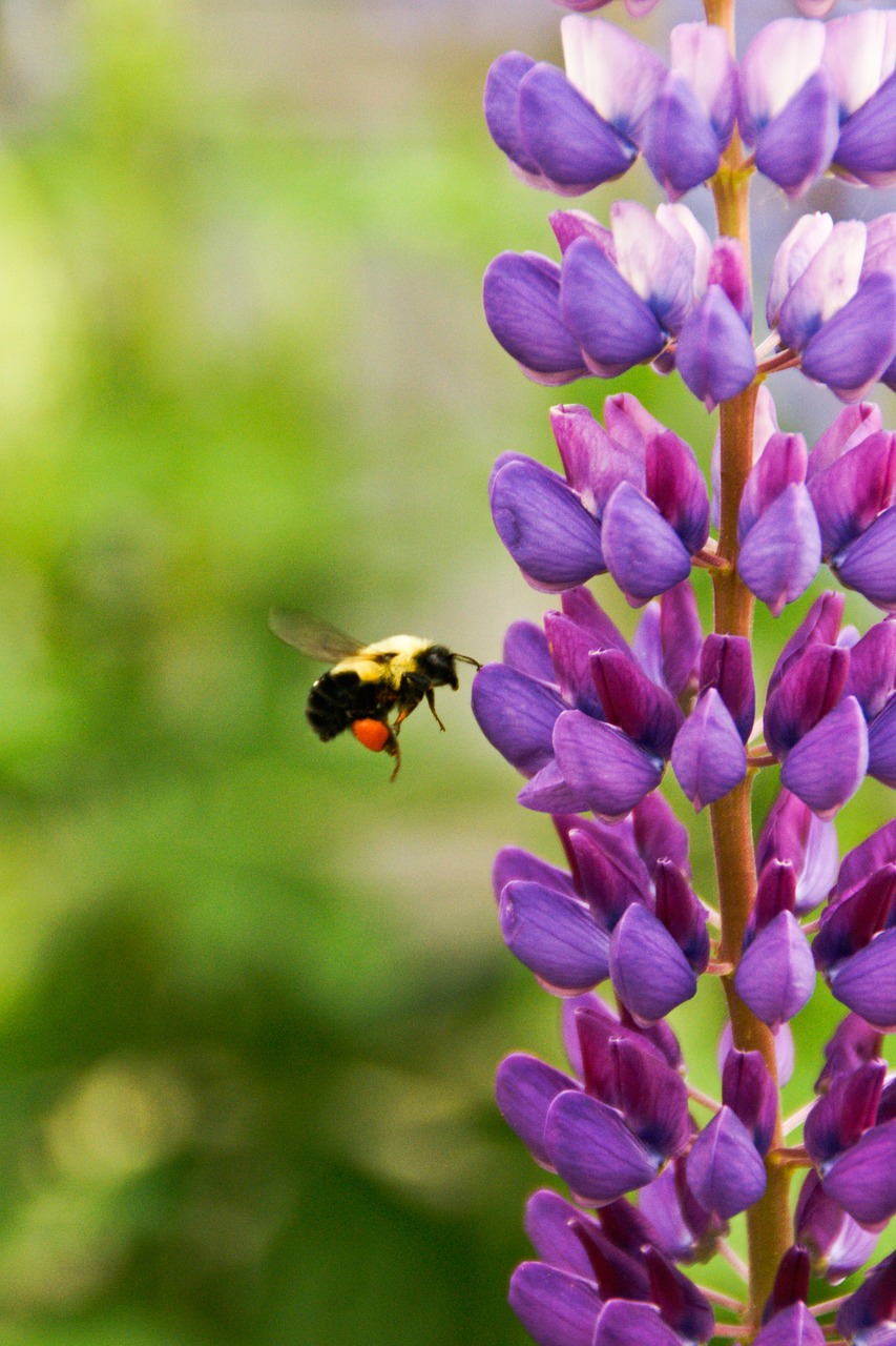 Image - wasp bee stinger wings insect