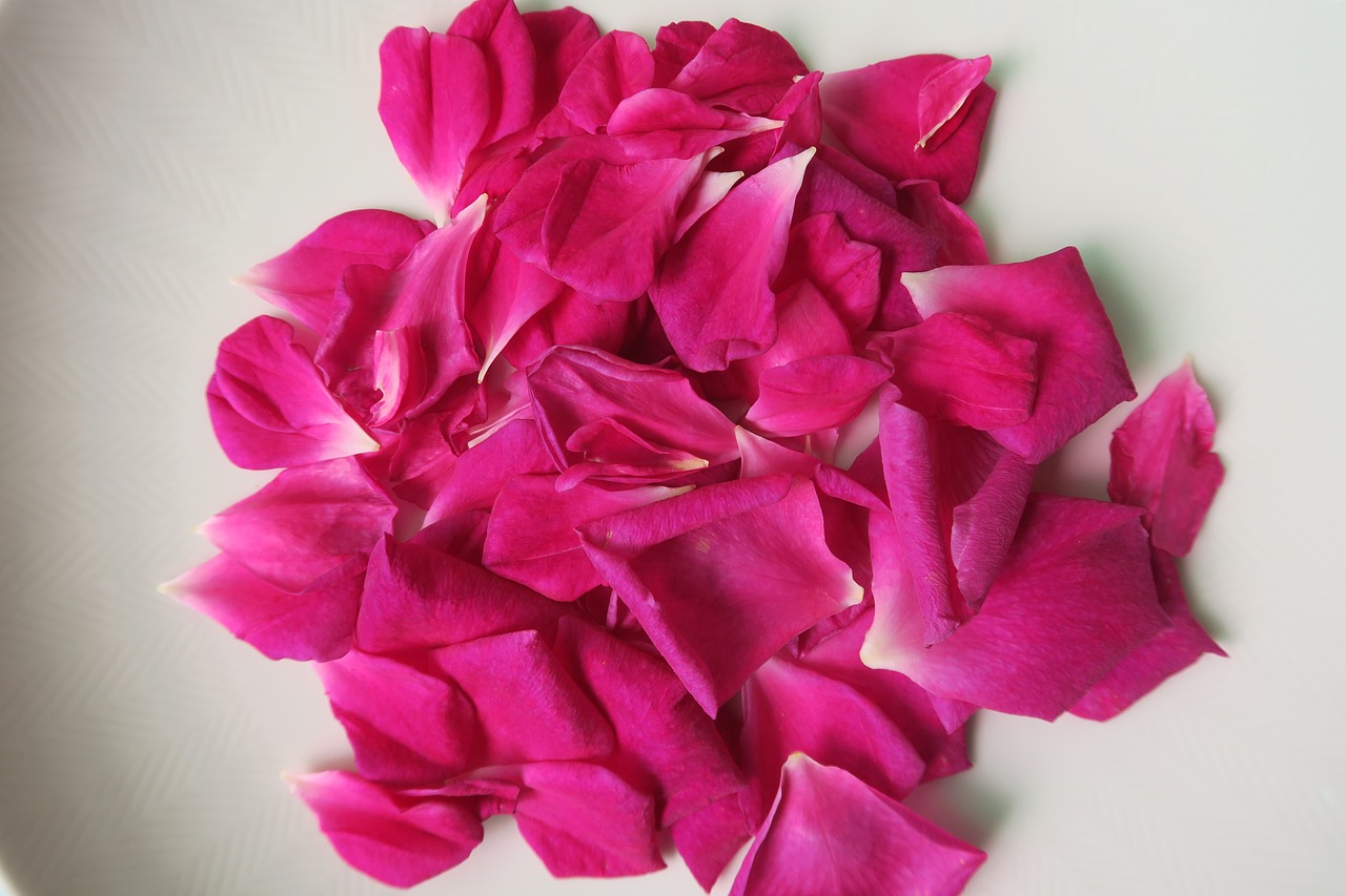 Image - chinese rose rose petal