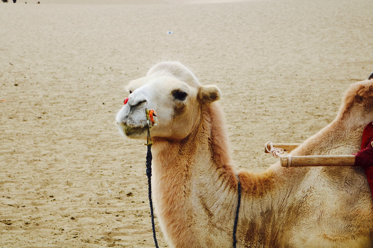 Image - dunhuang mingsha camel