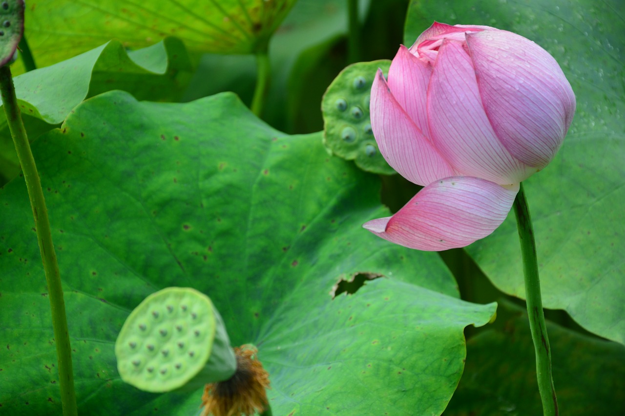 Image - lotus green country