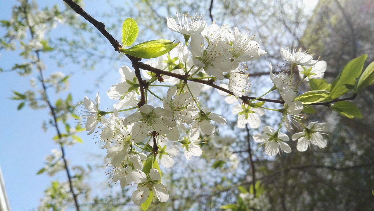 Image - spring pear open