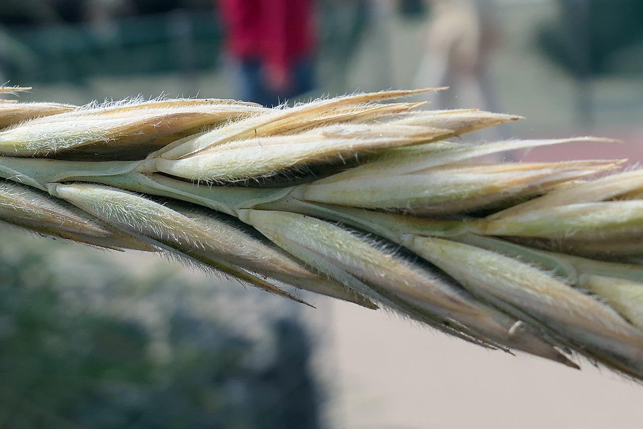 Image - grain ear cereals wheat nature