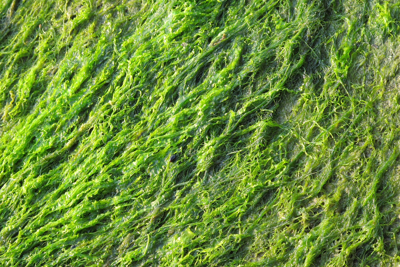 Image - green seaweed close