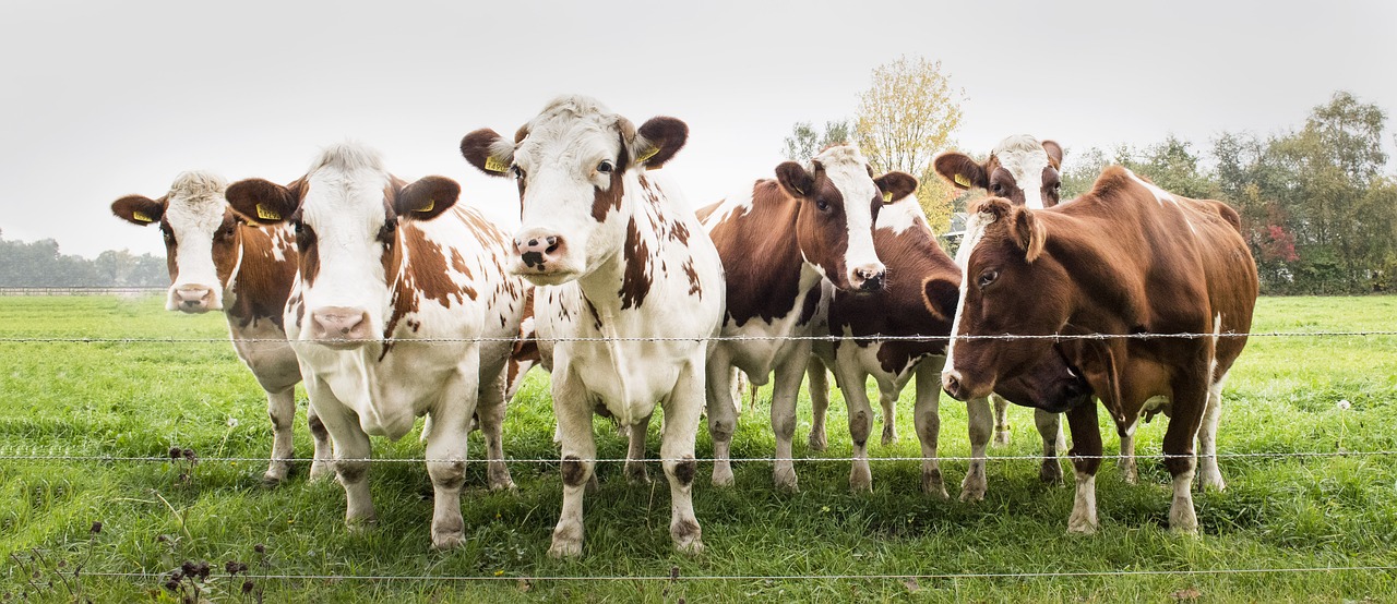 Image - cows meadow cattle landscape farm