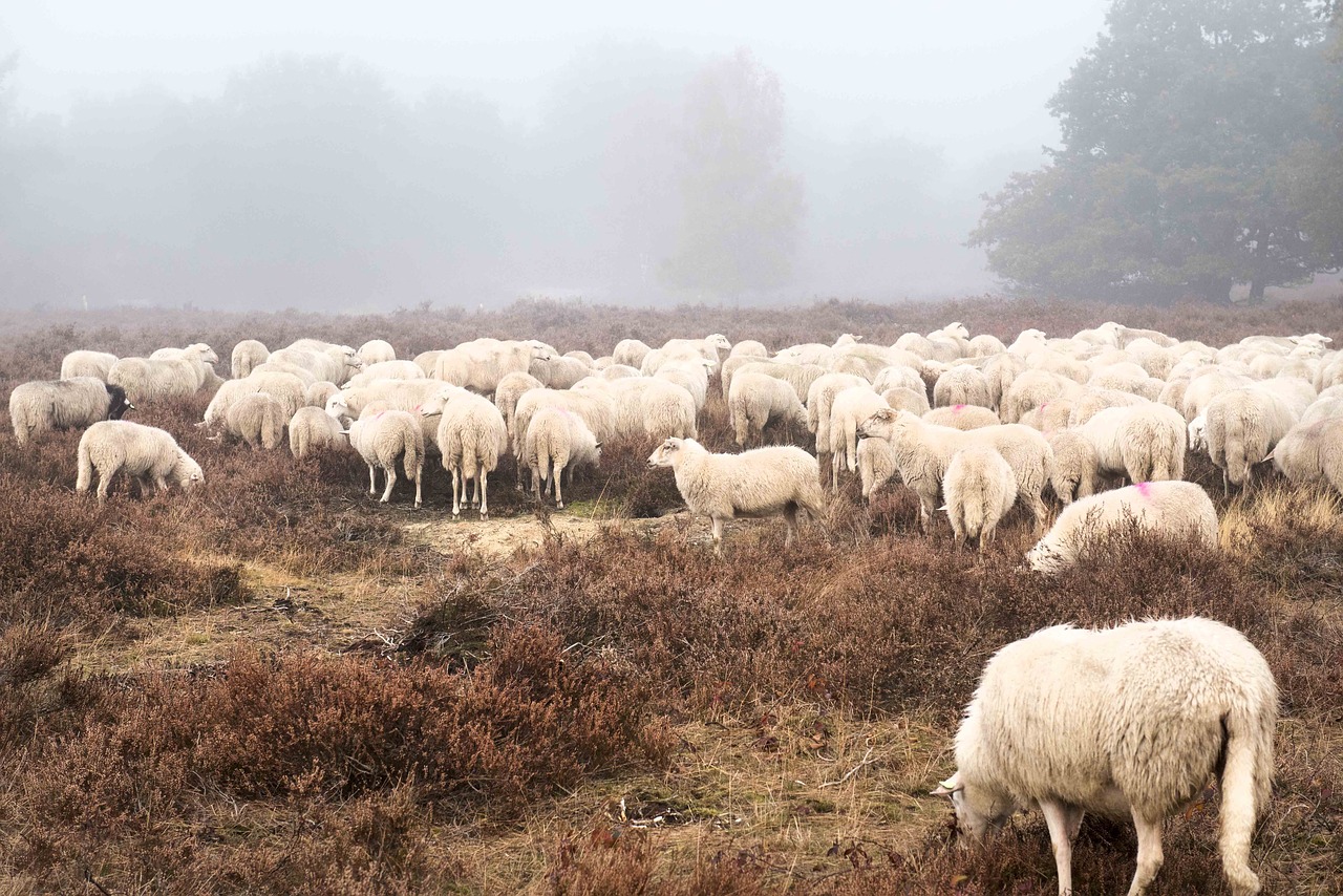 Image - sheep field forest countryside