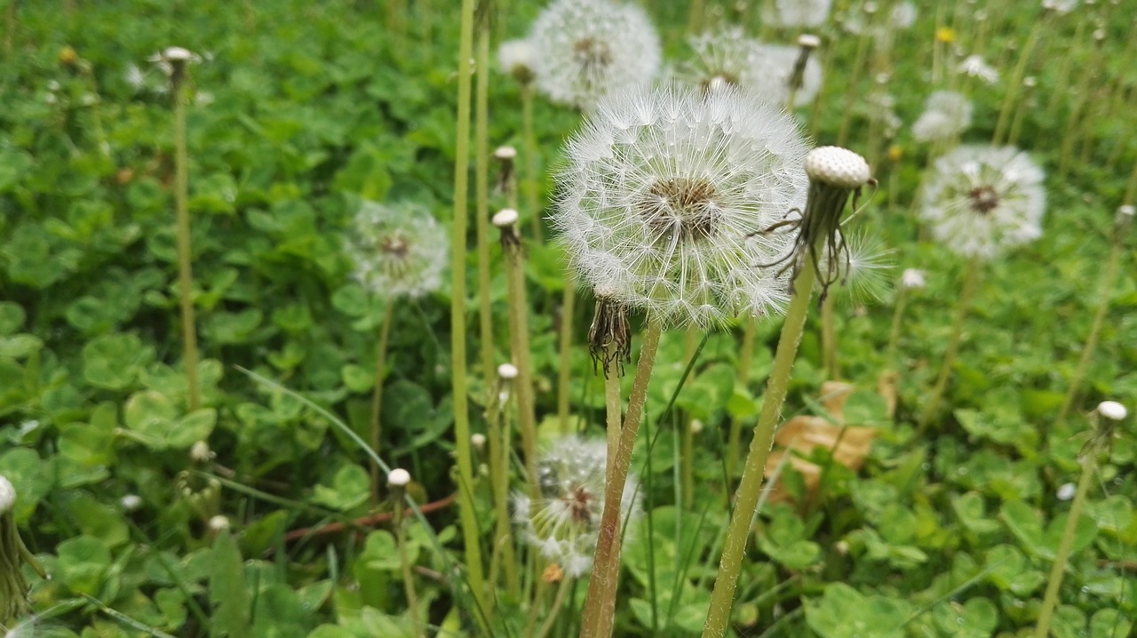 Image - dandelion little dandelion