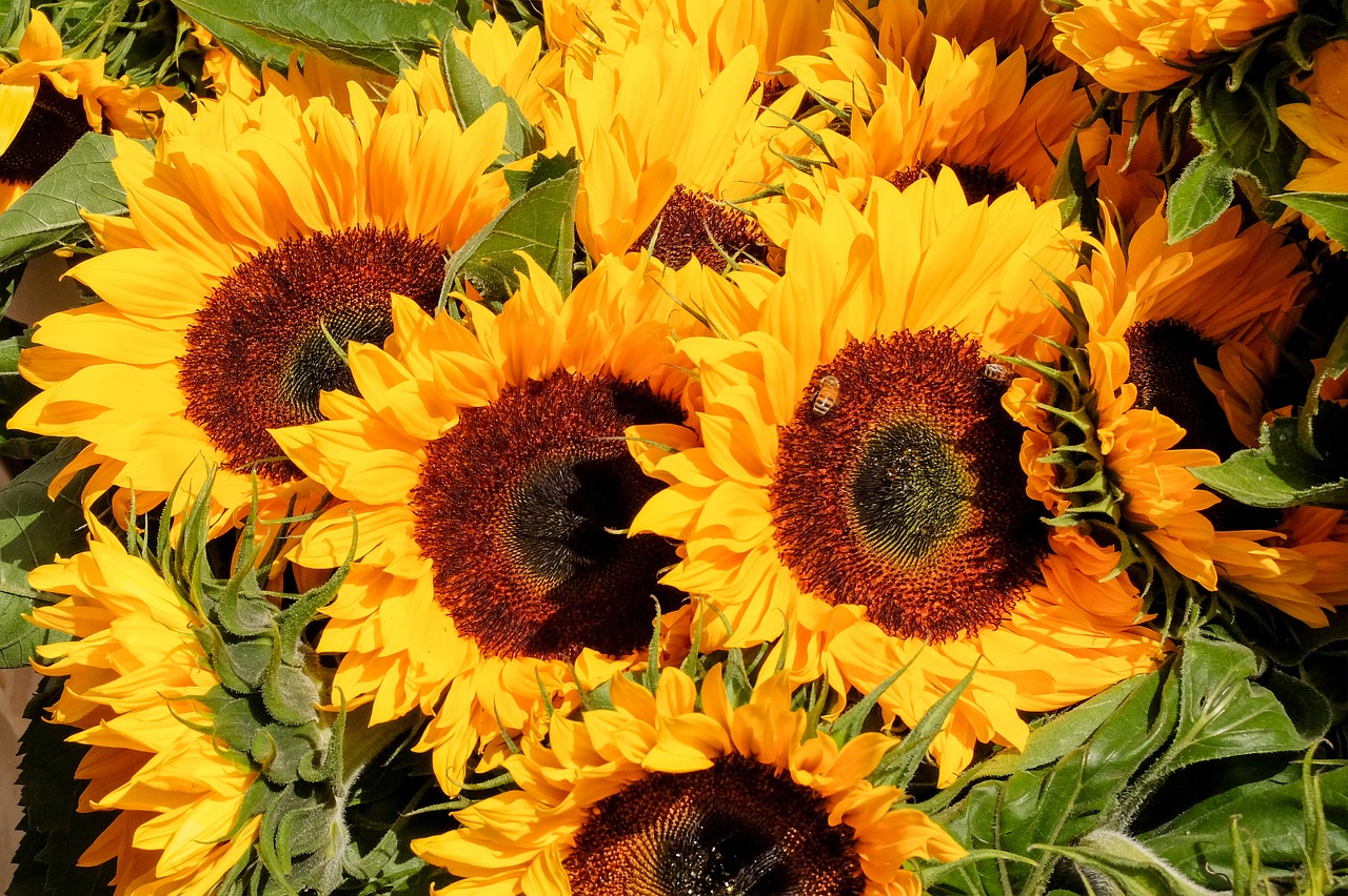 Image - sunflower flower bouquet market