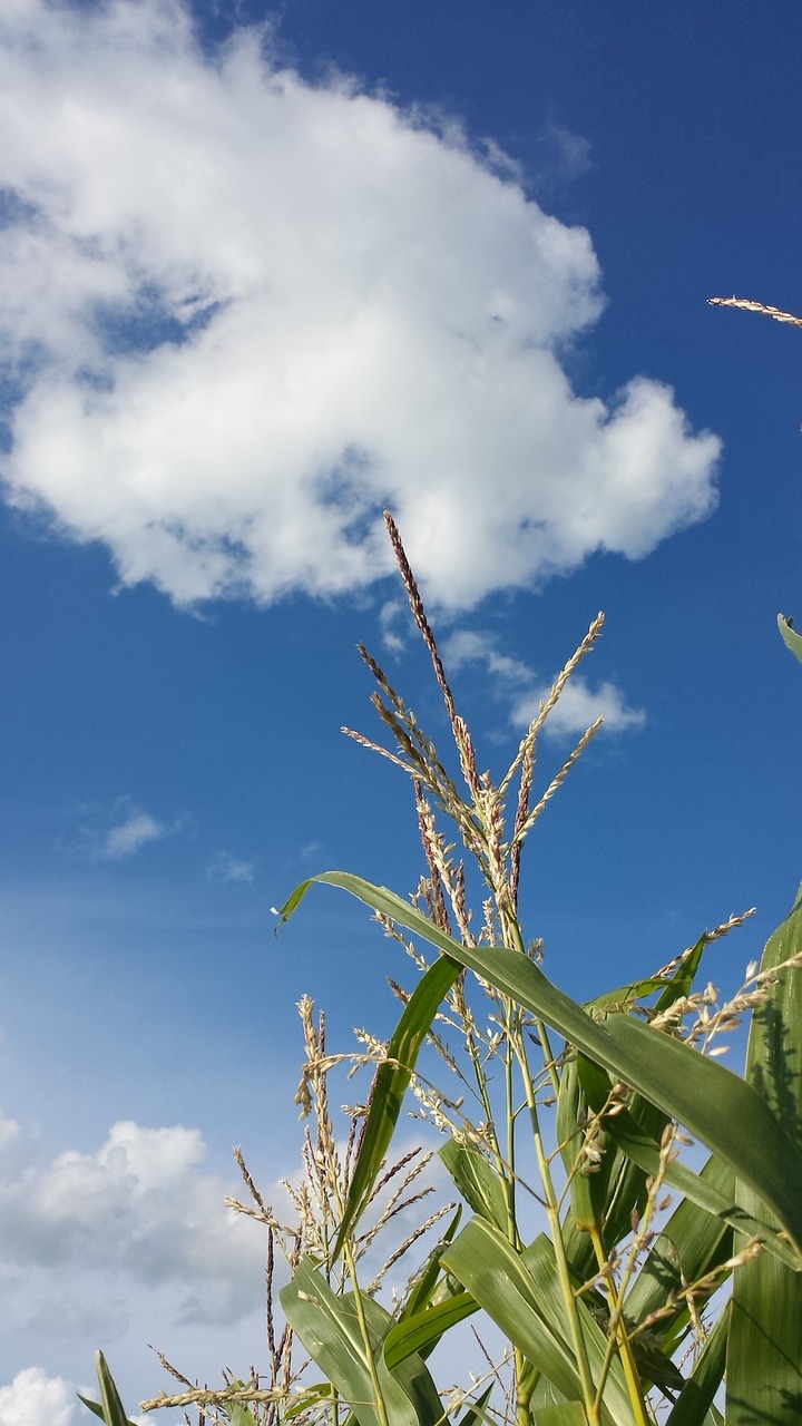 Image - corn field of corn cloud air