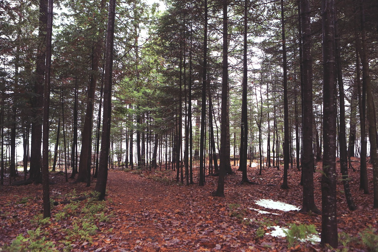 Image - forest trees woods leaves snow