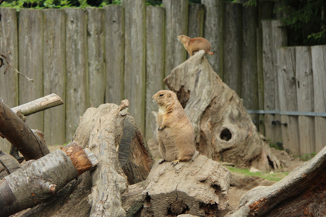 Image - prairie dog bird park detmold