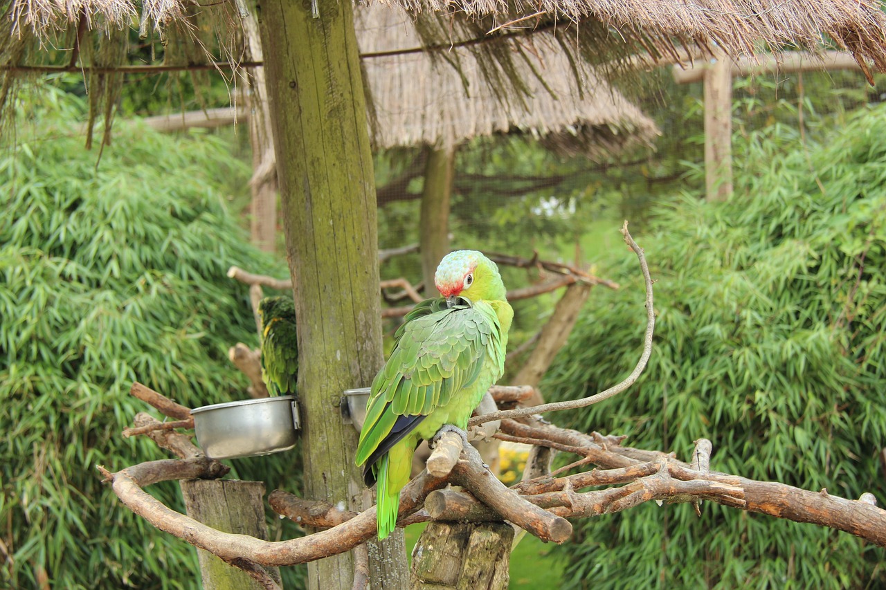 Image - parrot bird park detmold