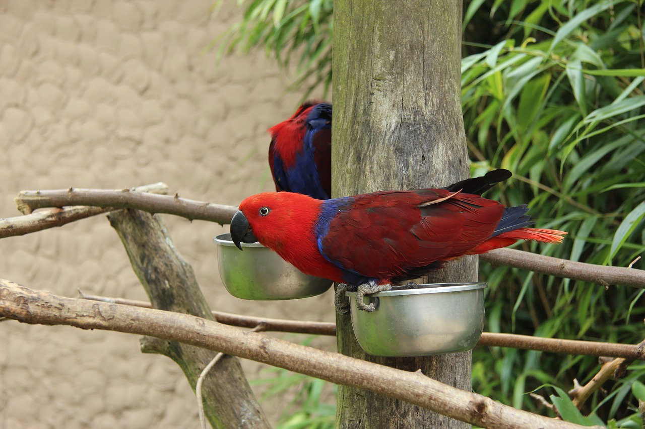 Image - parrot bird park detmold