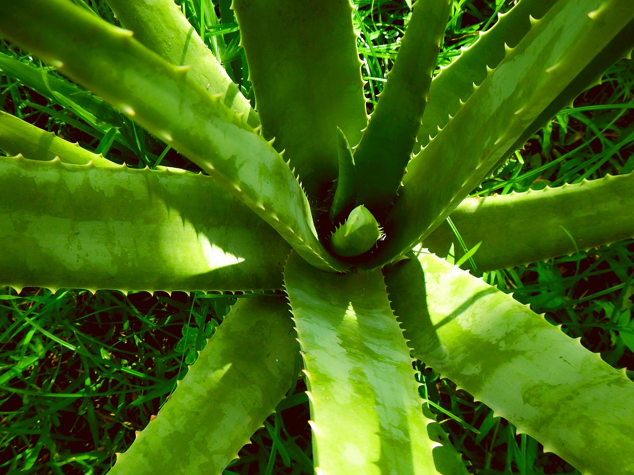 Image - aloe vera sábila plant health