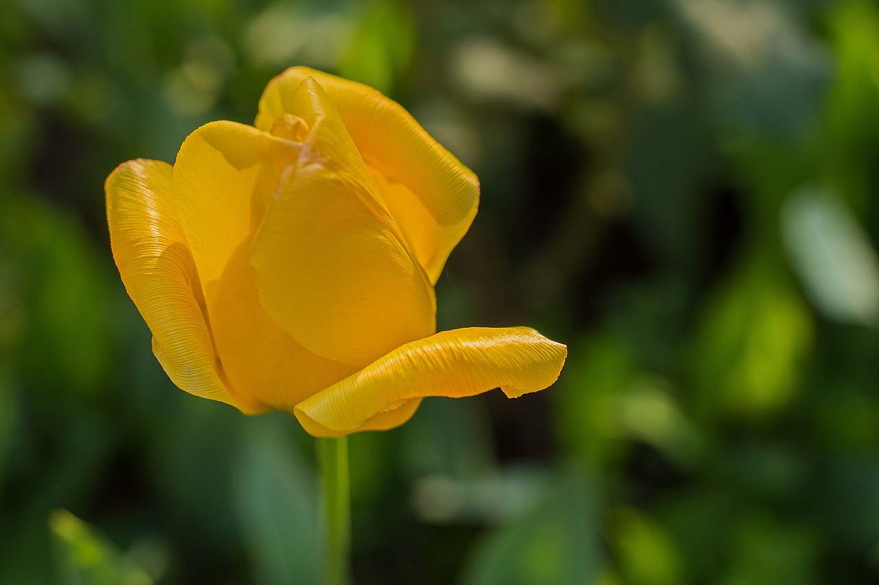 Image - flower sunrise nature landscape