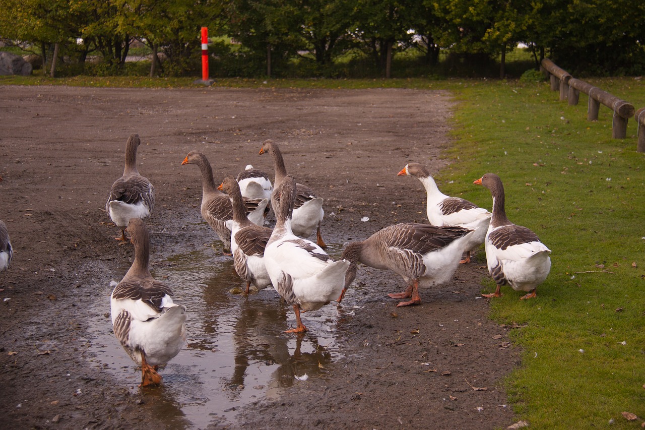 Image - geese pond farm animals birds