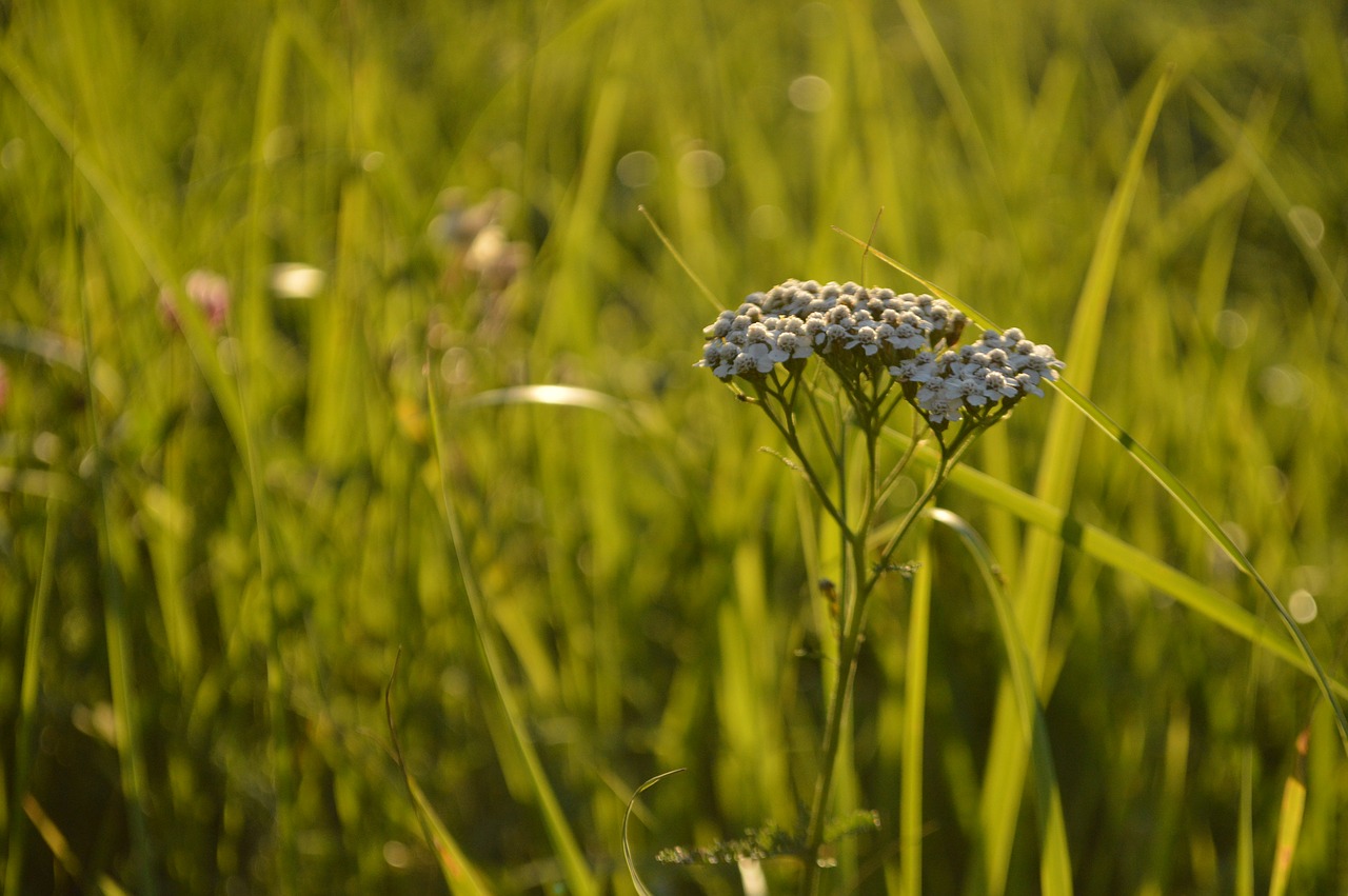 Image - summer grass umbrella nature