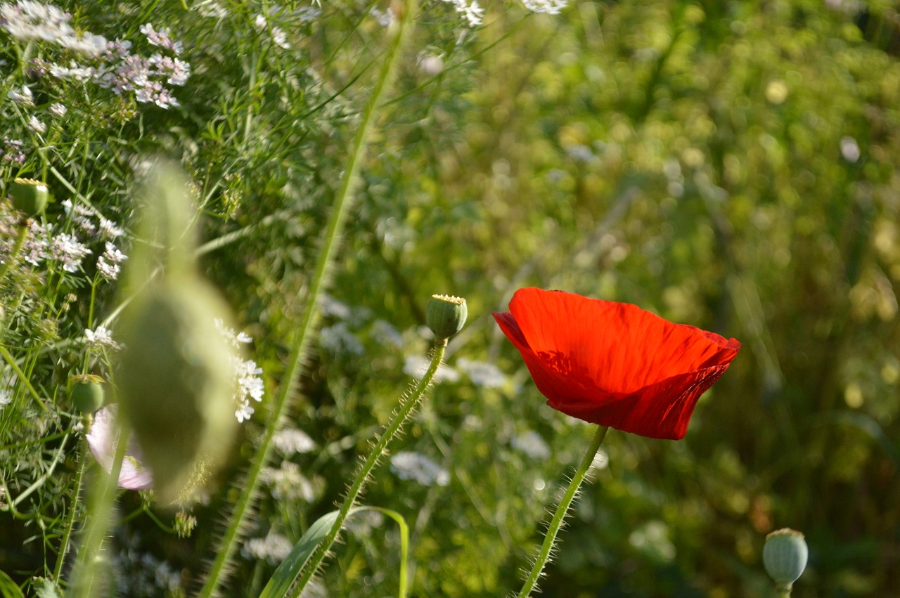 Image - mack garden summer macro