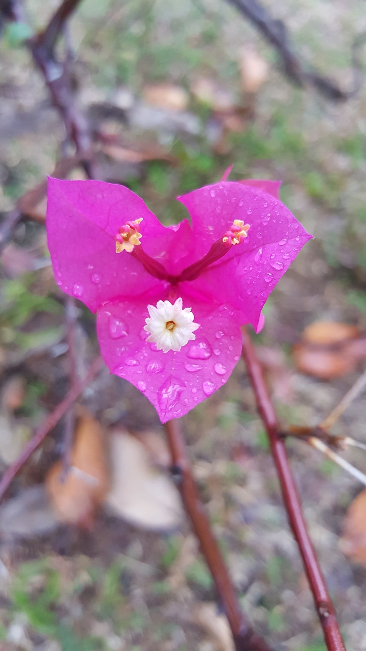 Image - flora pink flower spring nature