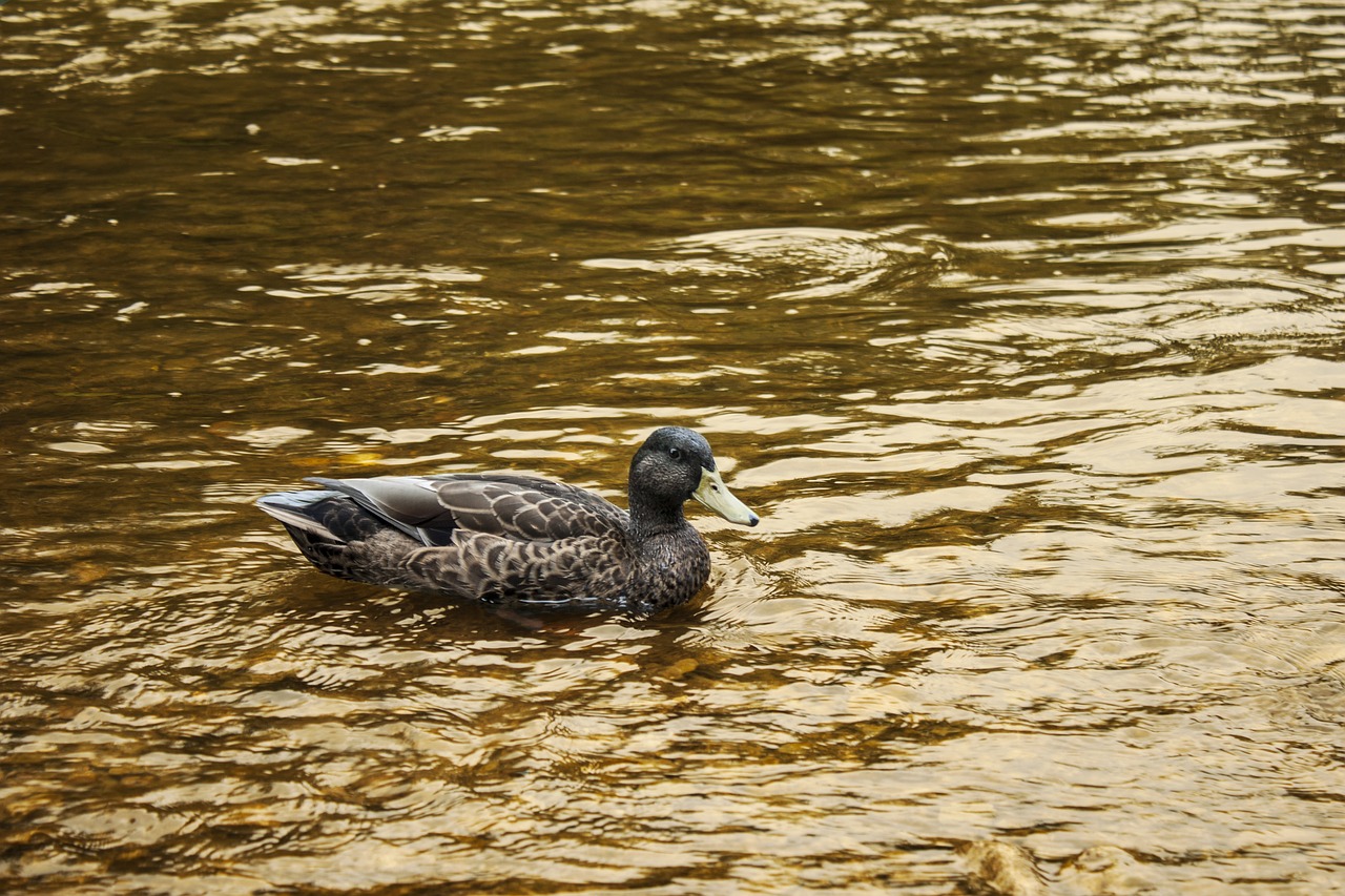 Image - duck water background swimming