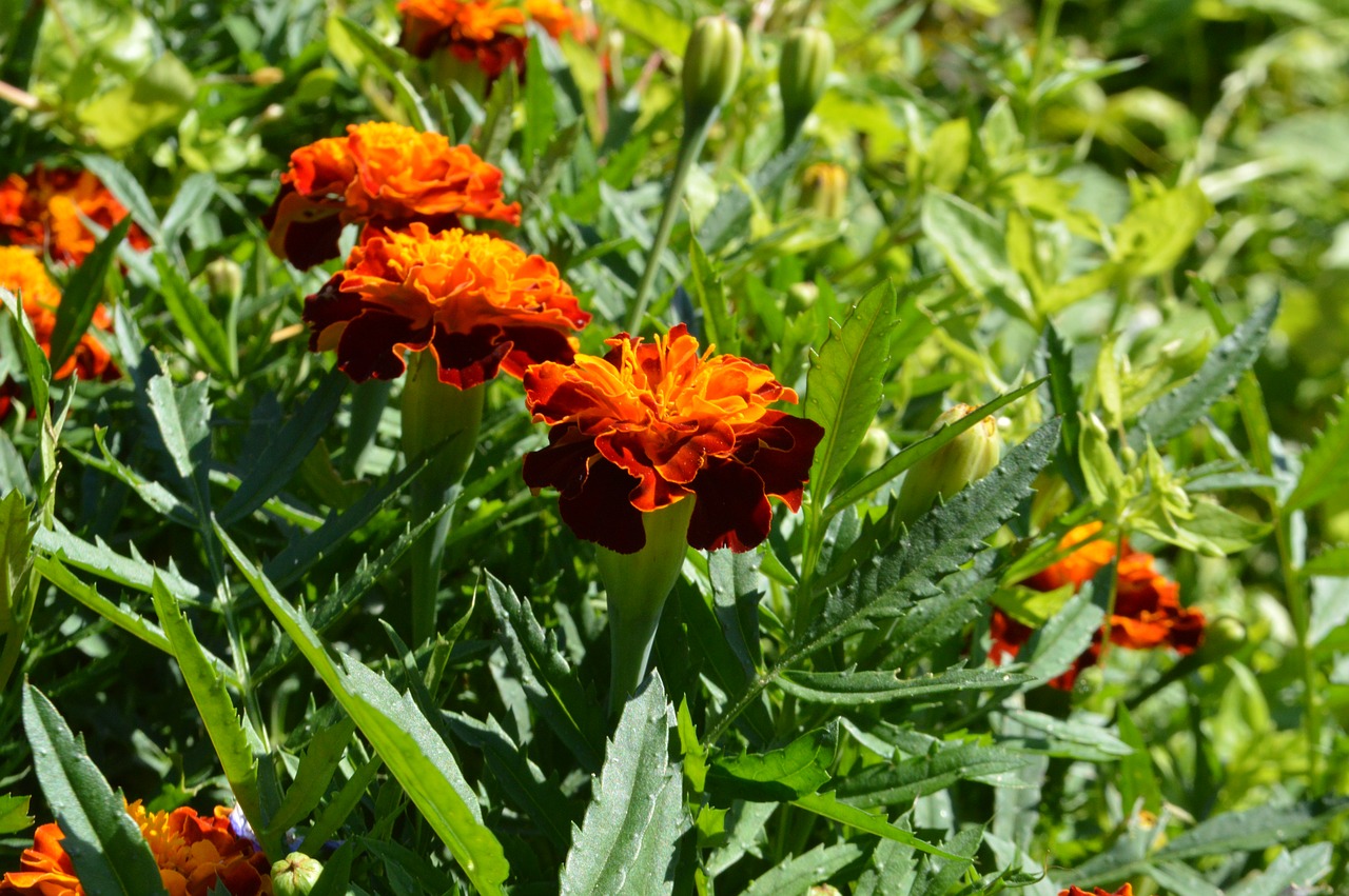 Image - marigold summer flower bed bloom