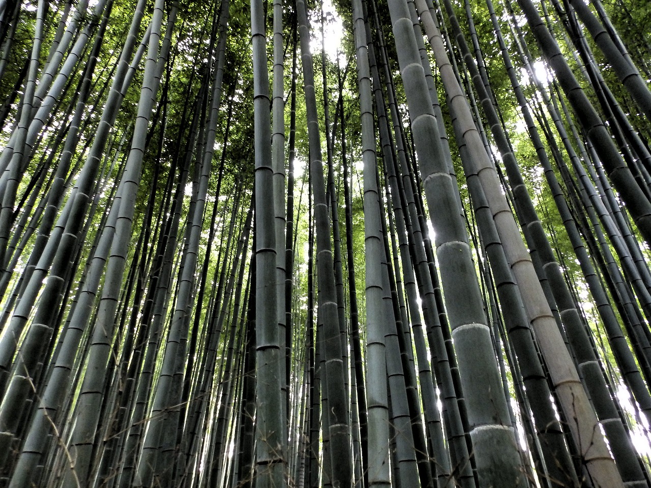 Image - arashiyama bamboo forest japan tree