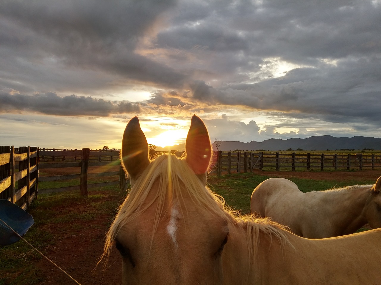 Image - horse sunset nature brazil