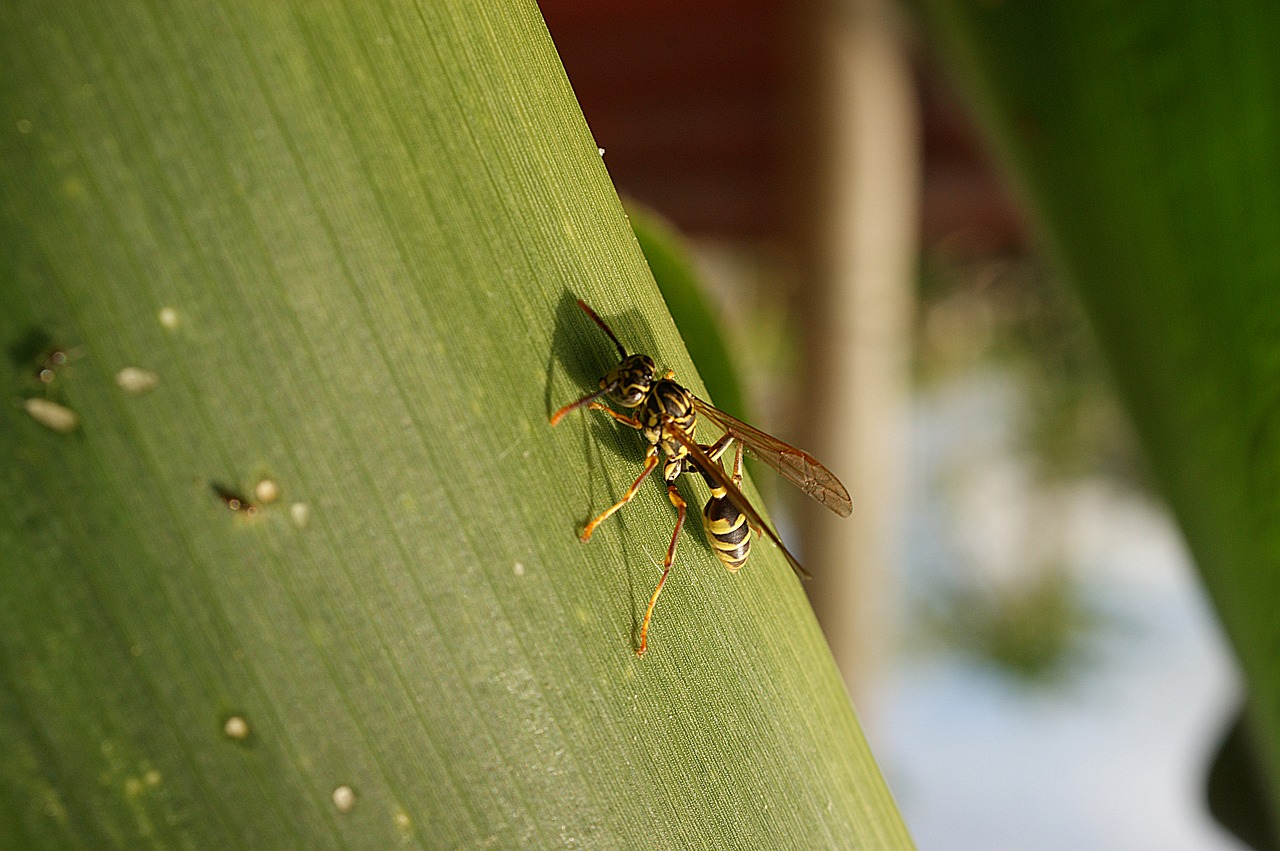 Image - nature insect wasp macro bichito