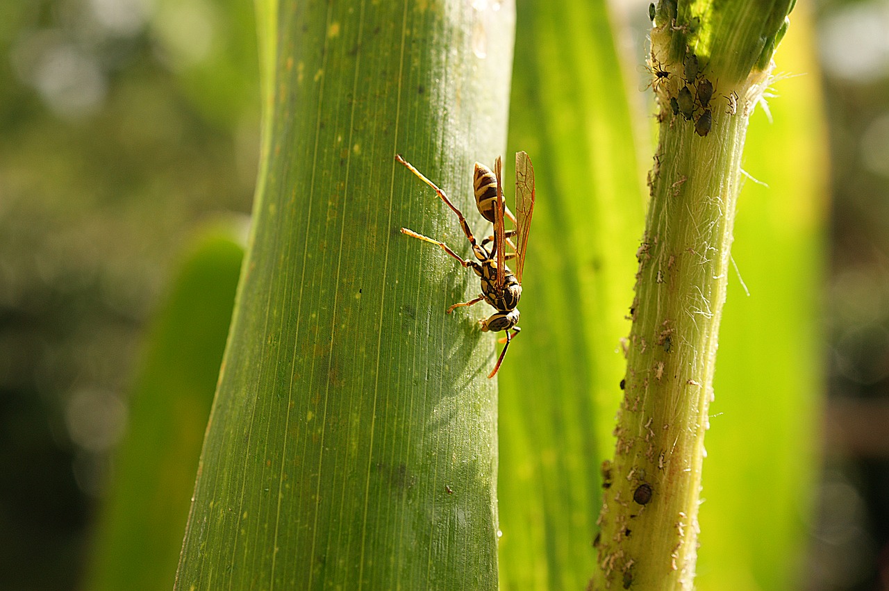 Image - nature insect wasp macro bichito