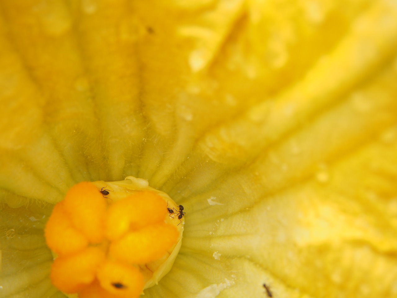 Image - zucchini flower blossom bloom