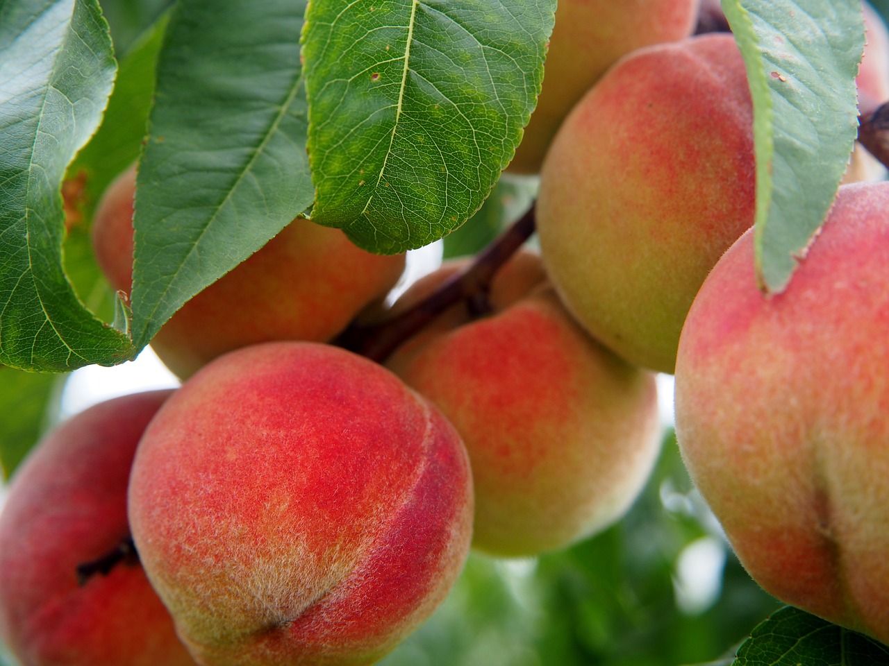 Image - peach peaches fruit fruits