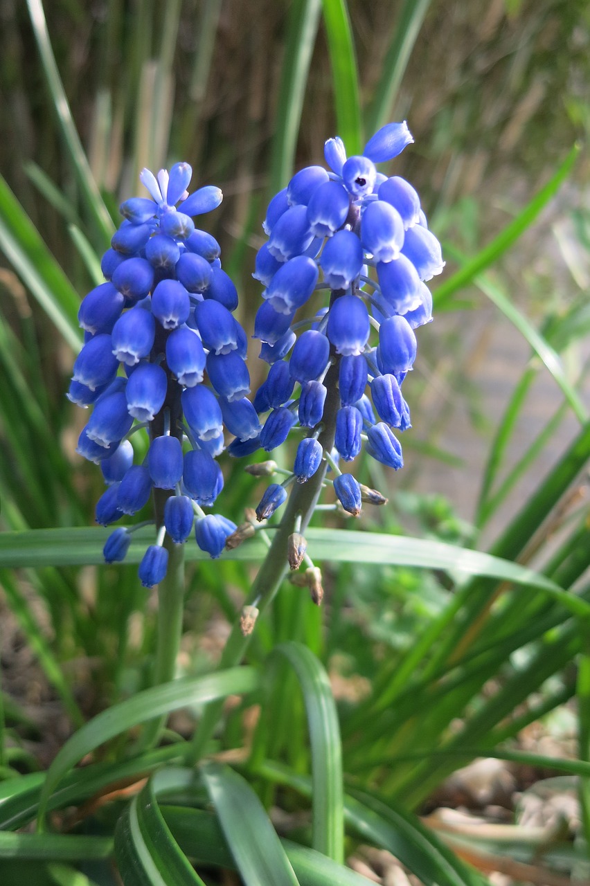 Image - blue grape blue bloom spring flower