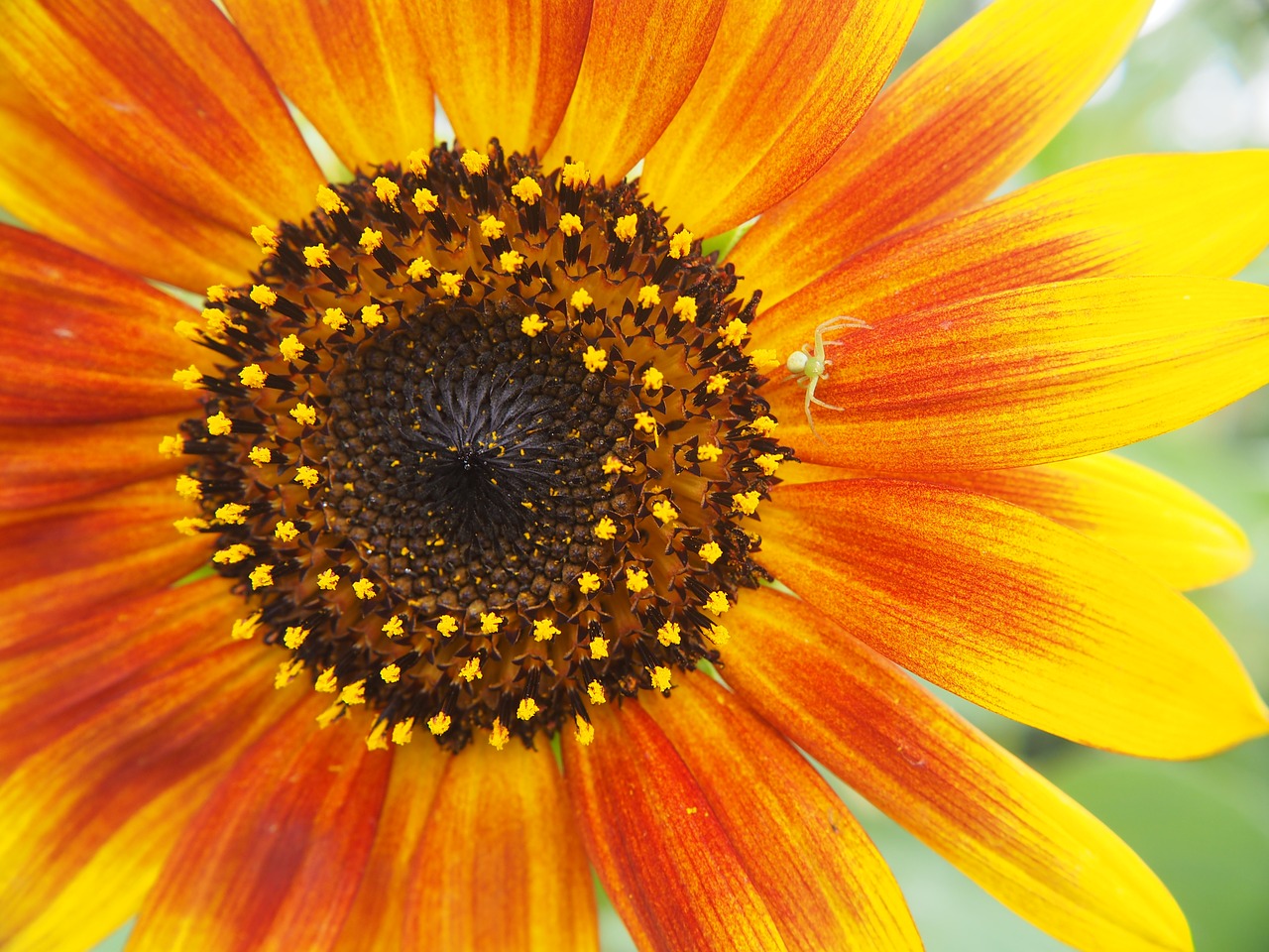 Image - sun flower blossom bloom dorsata