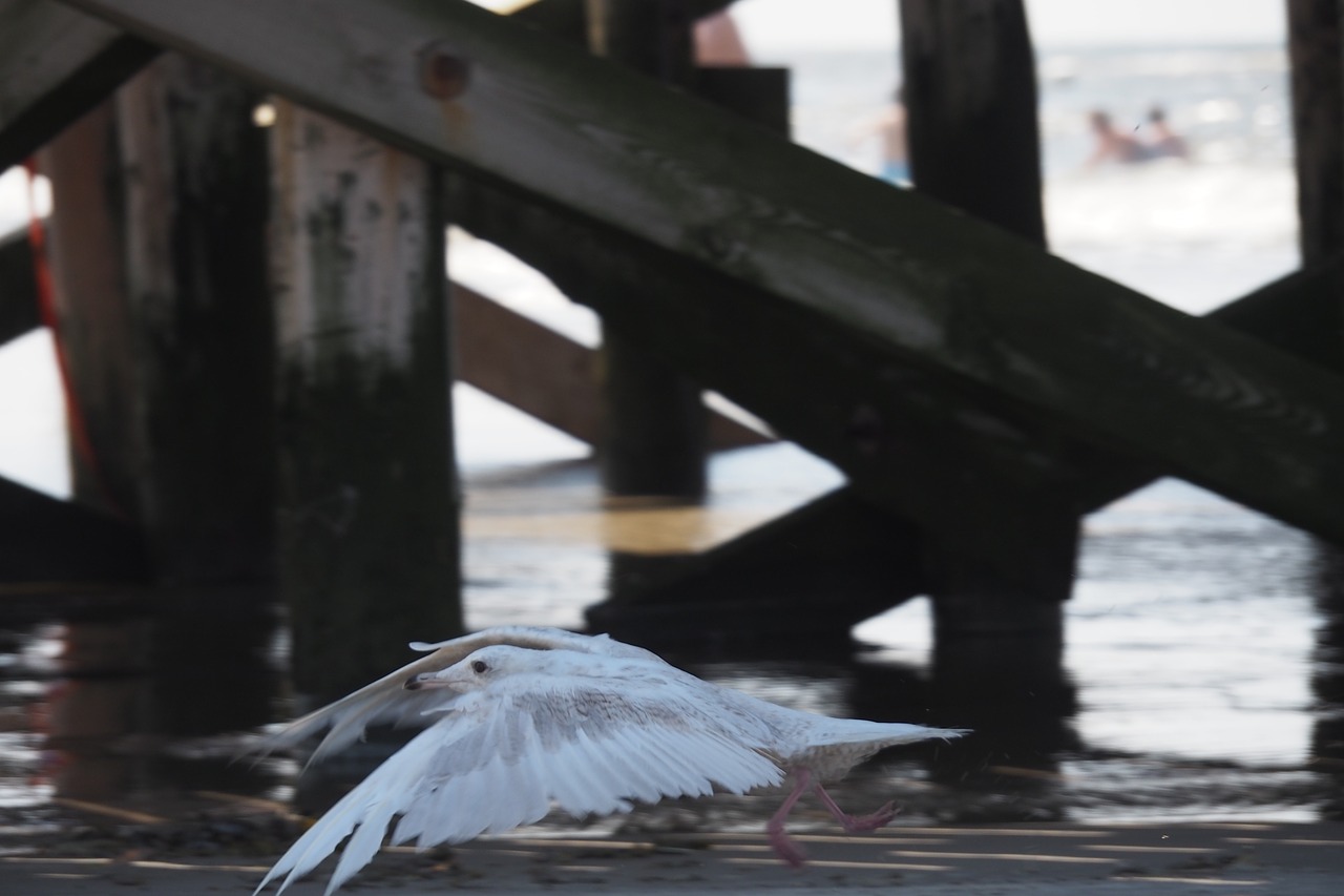 Image - seagull fly seevogel wing sea