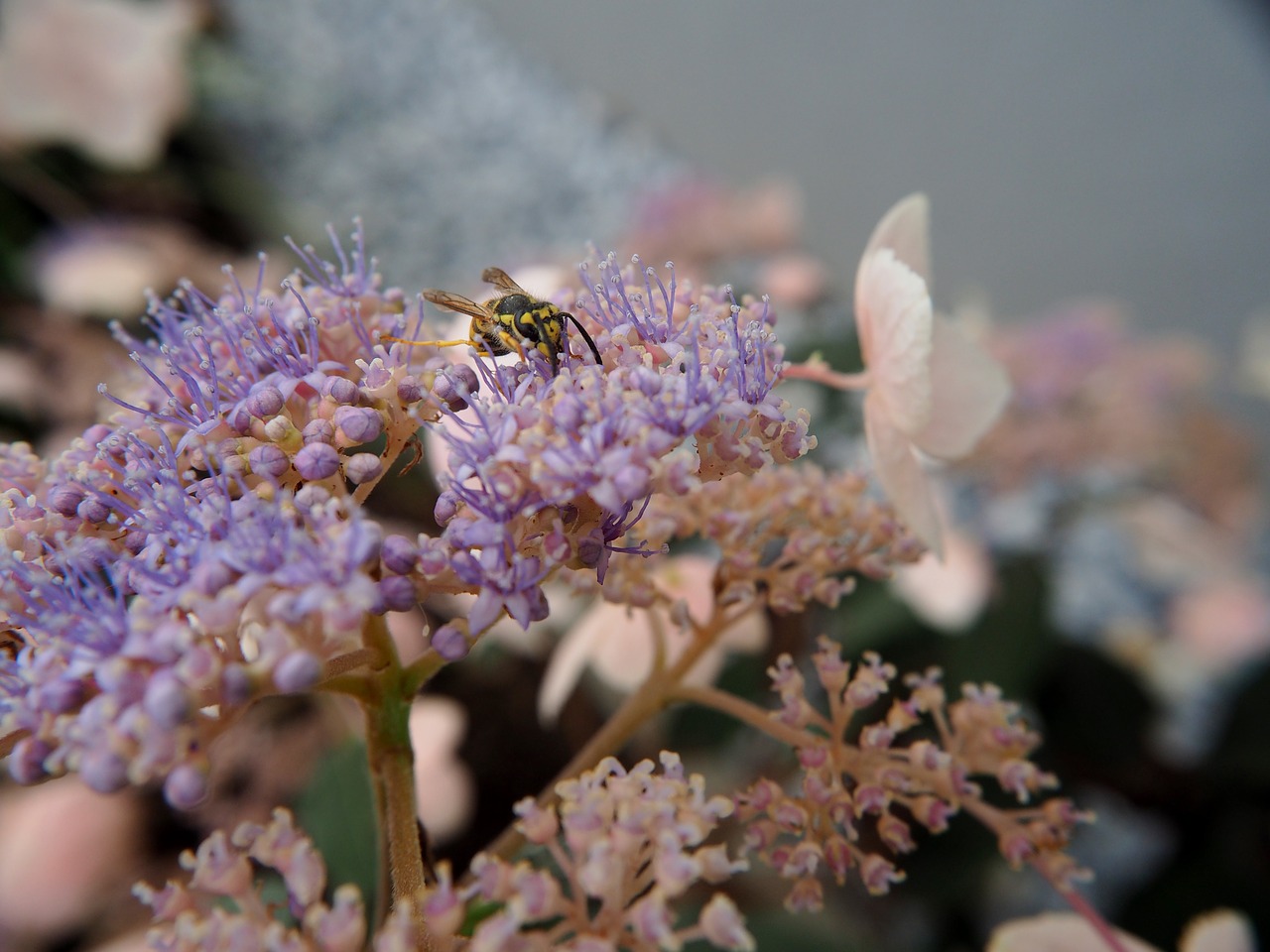 Image - blossom bloom purple summer wasp