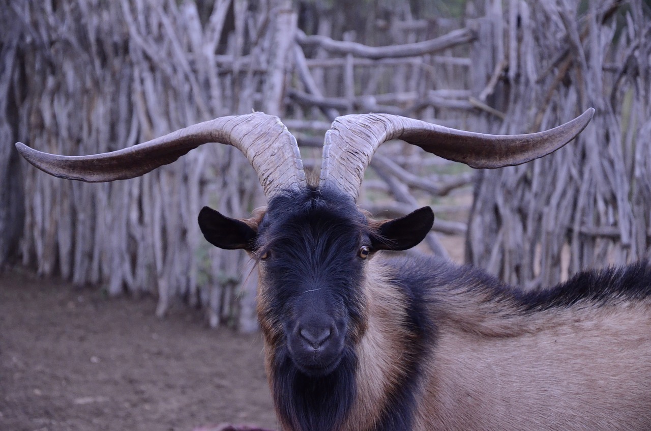 Image - billy goat horns large about