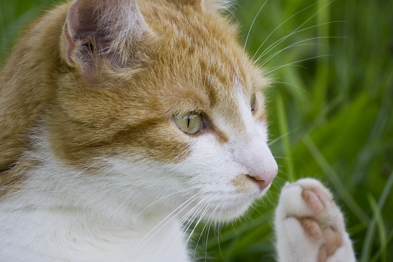 Image - cat cat greets cat in the grass
