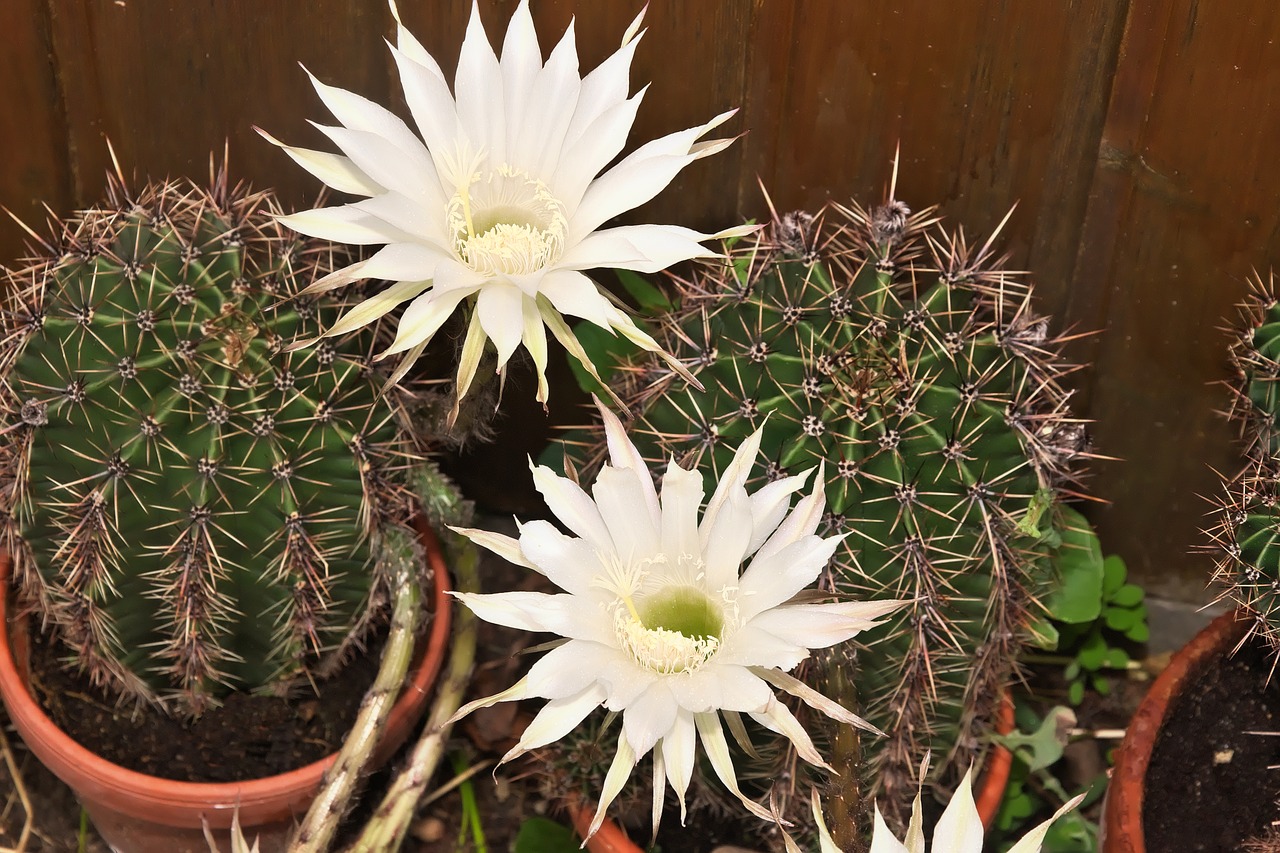 Image - queen of the night cactus