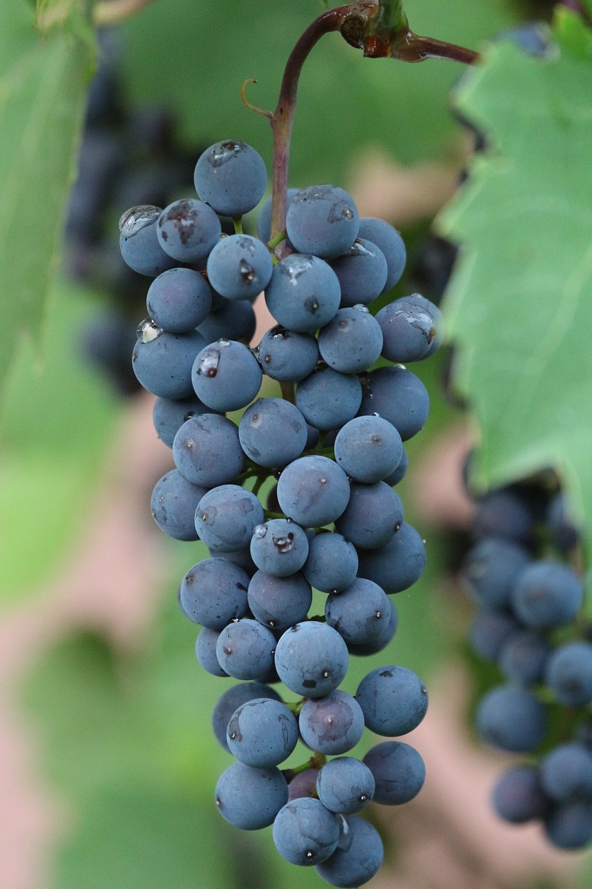 Image - grapes vines stock fruits berries