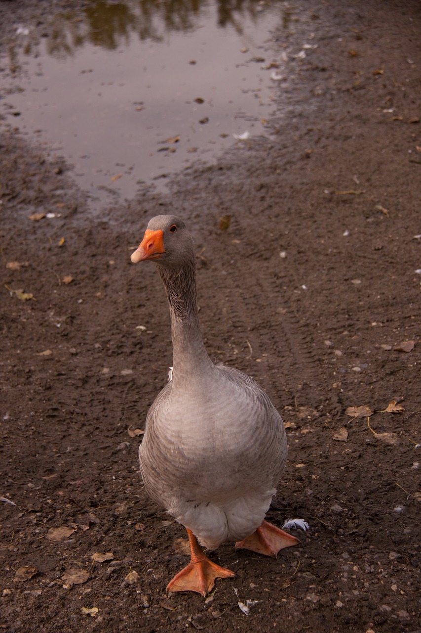 Image - single goose bird animal farm