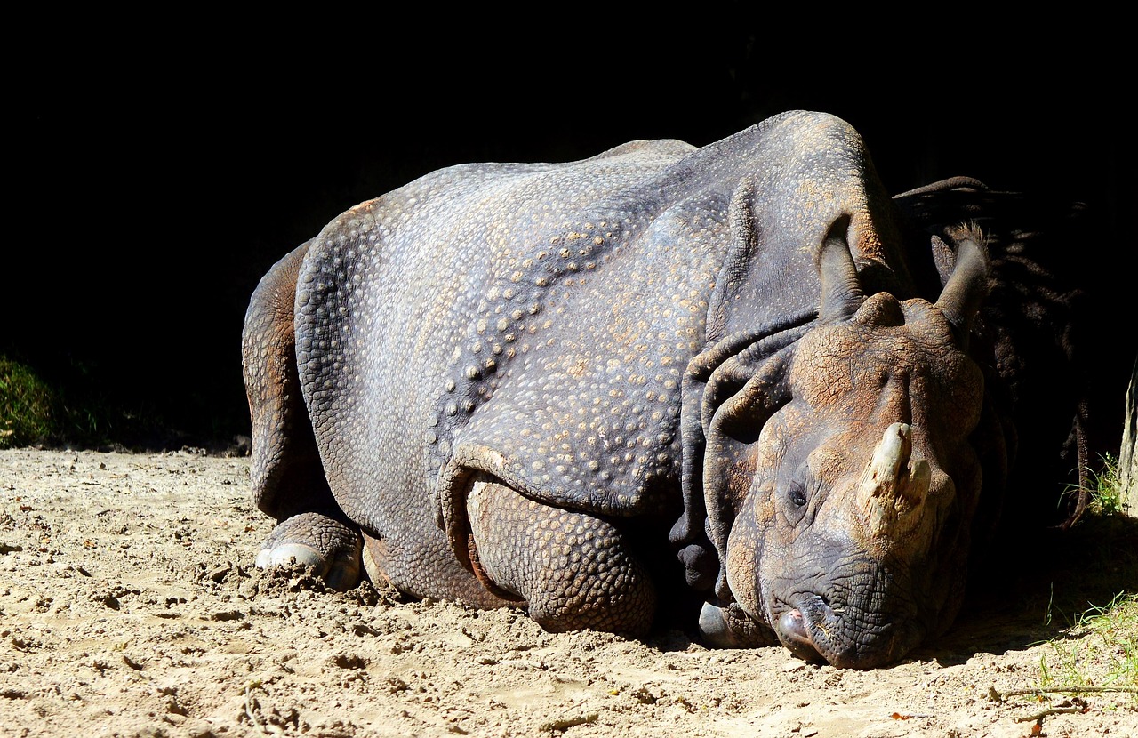 Image - rhino animal mammal big game zoo