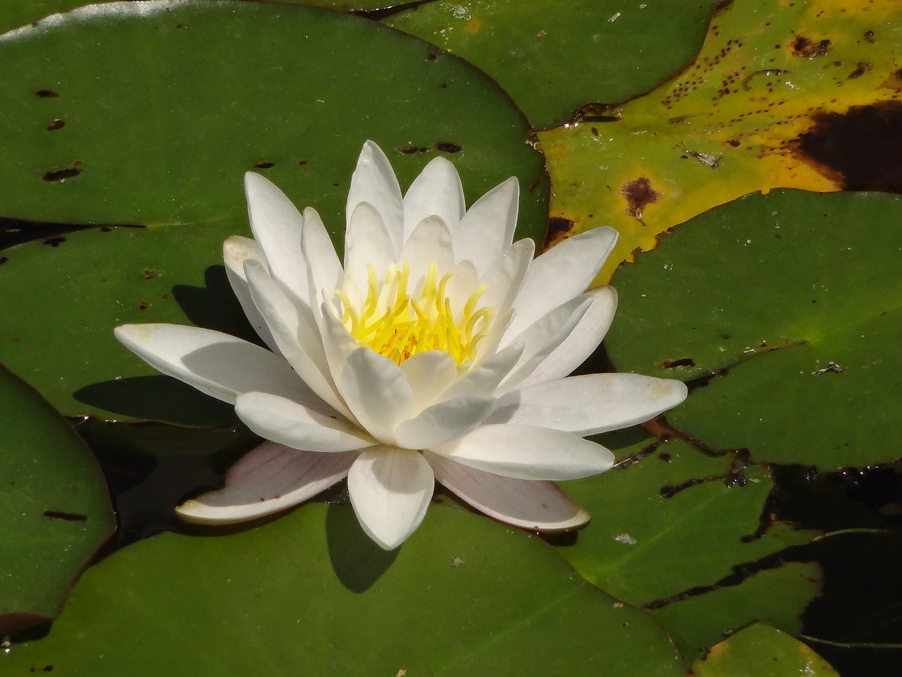 Image - lotus flower macro close photo