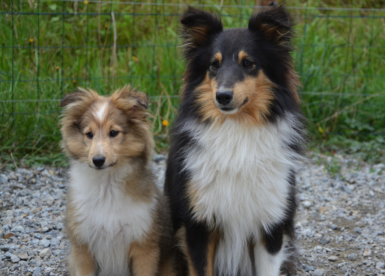 Image - dogs shetland sheepdog couple dog