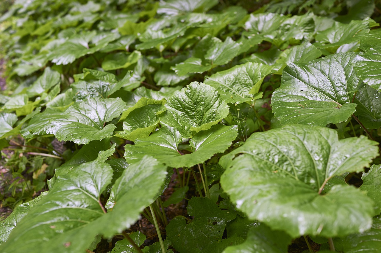 Image - burdock foliage green nature