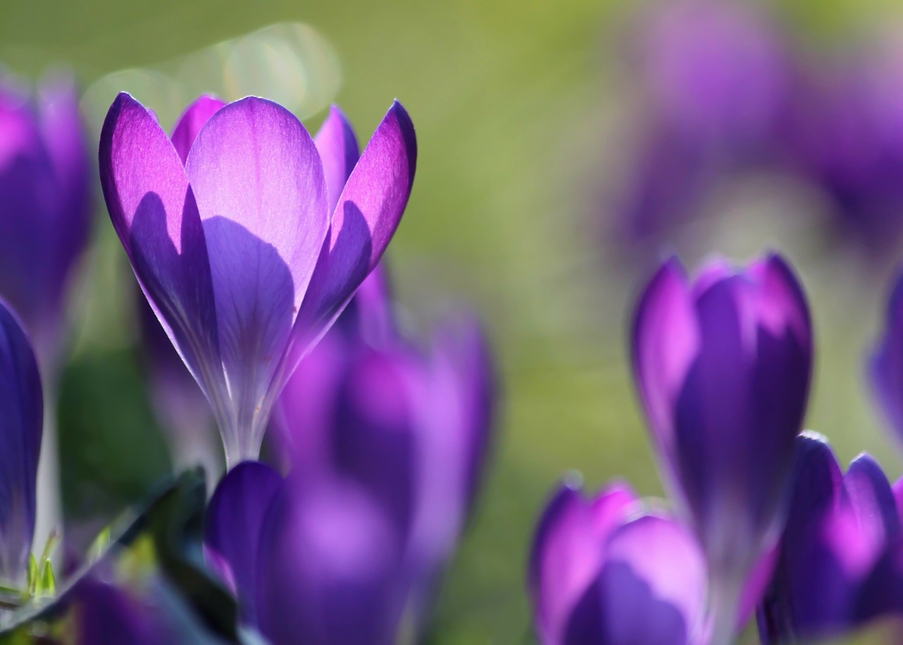 Image - crocus blossom bloom flower purple