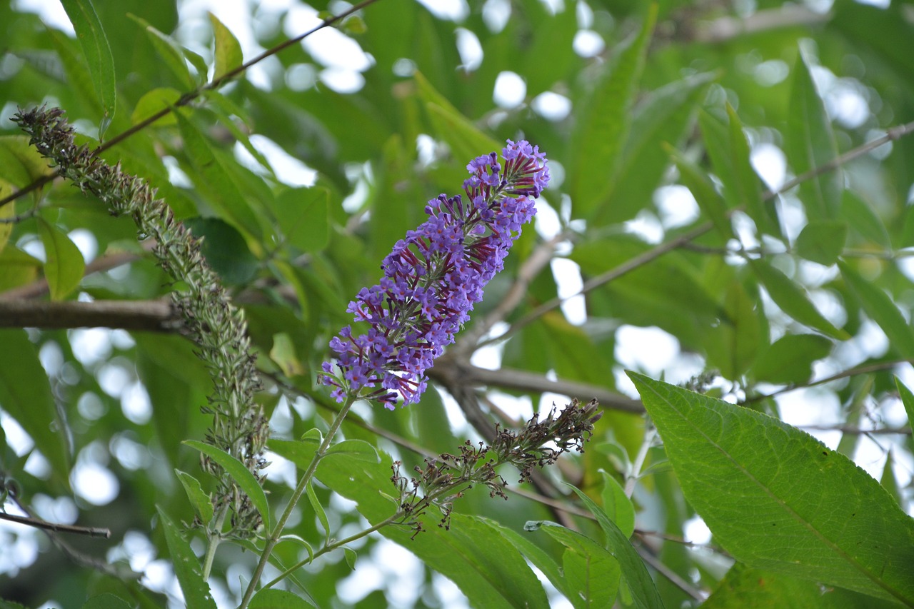 Image - shrub buddleia tree butterfly plant