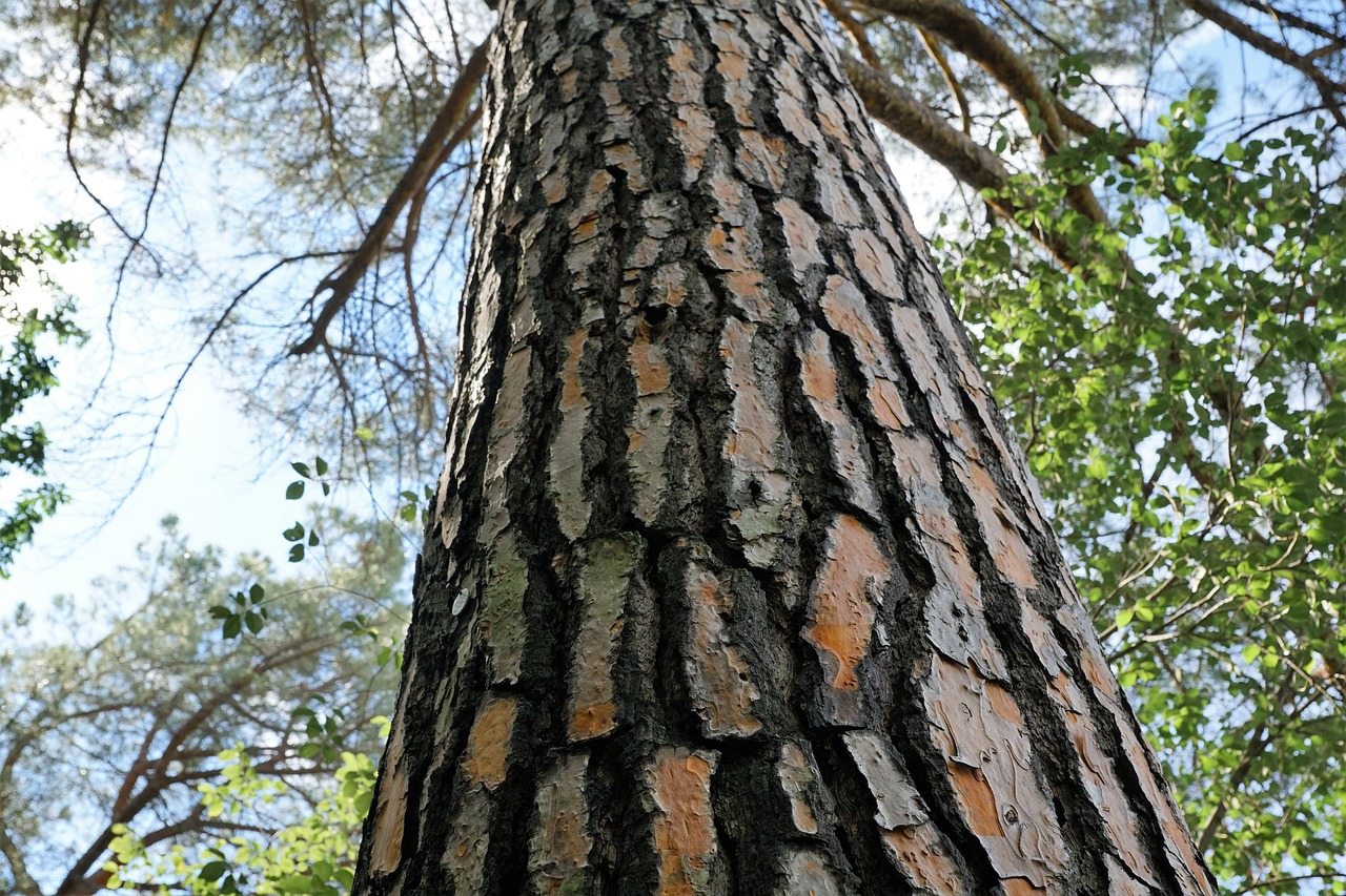 Image - spruce tree bark forest conifer