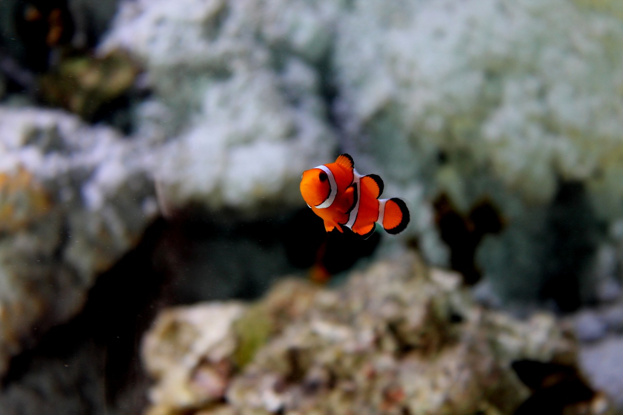 Image - nemo fish aquarium