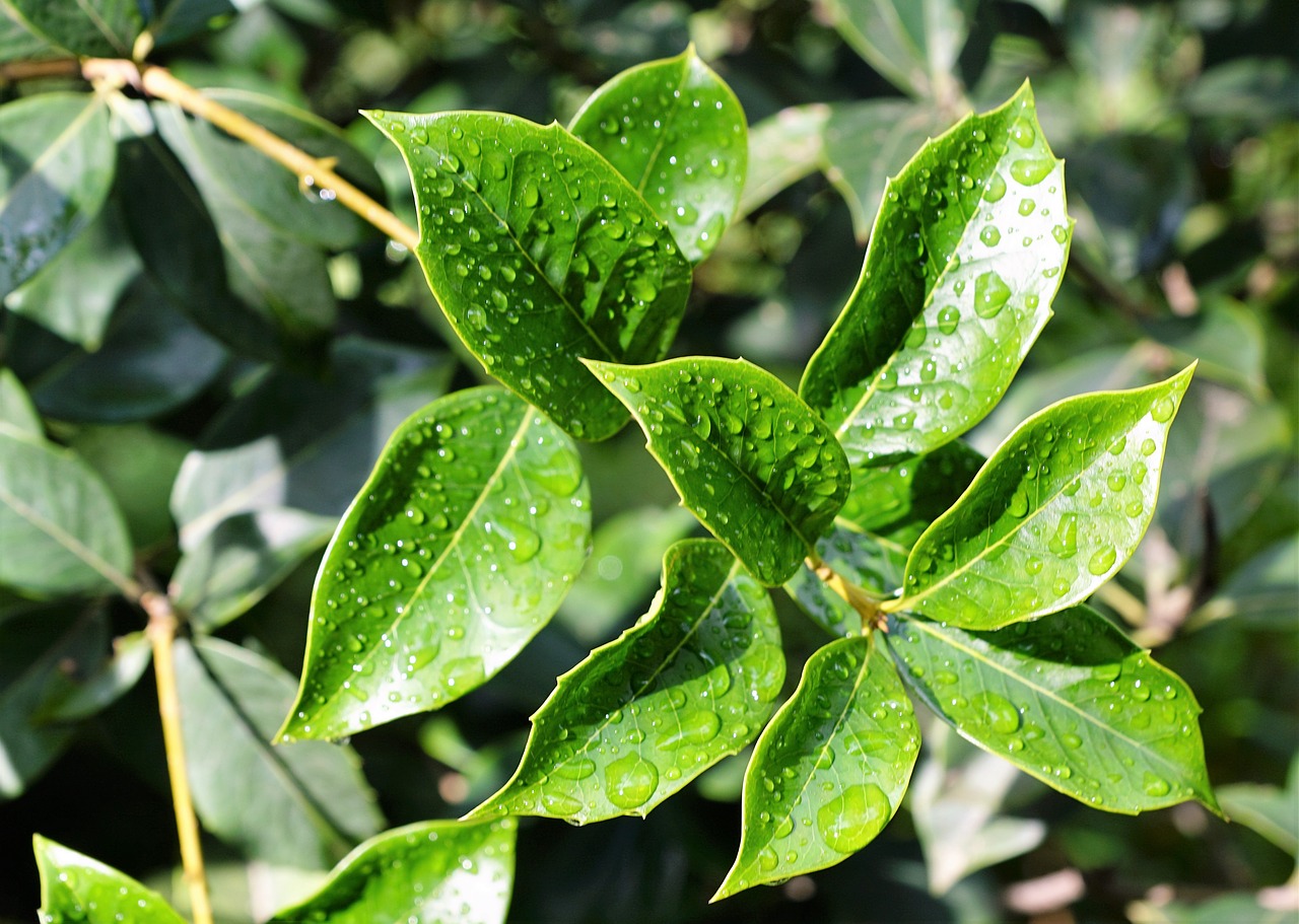 Image - leaf nature bio organic vegan